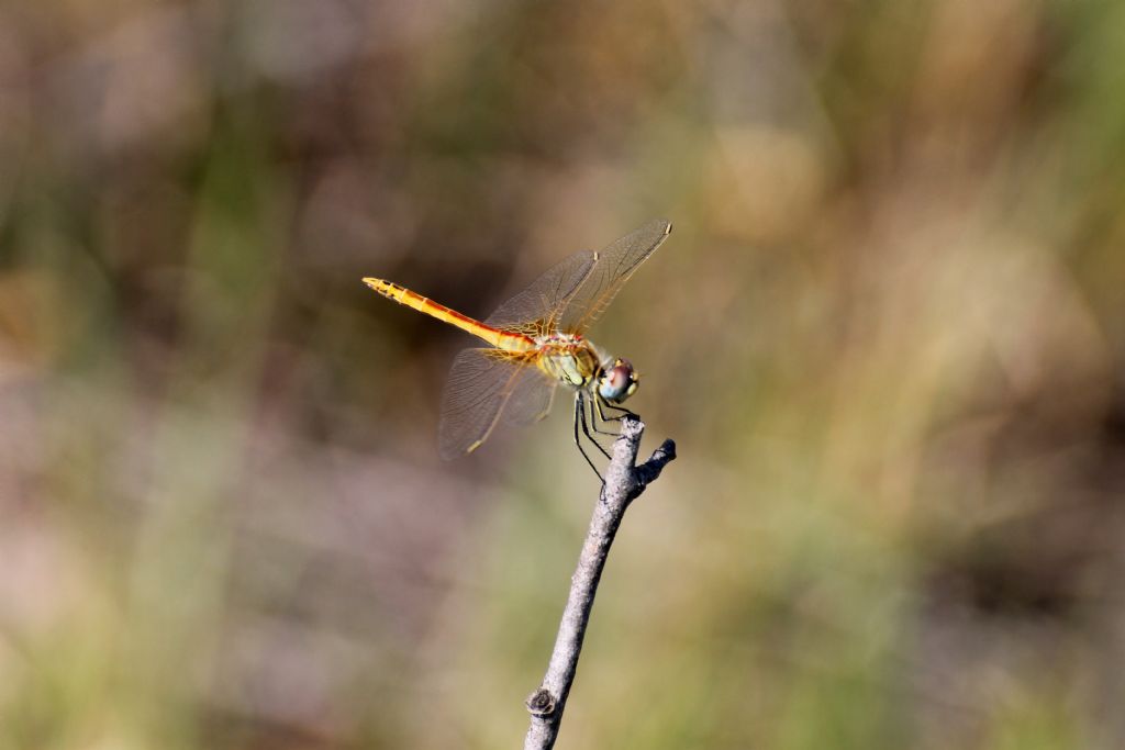 Sympetrum fonscolombii?